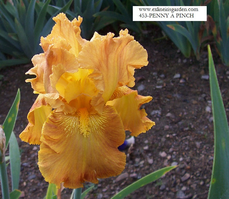 The flower Penny A Pinch - Tall Bearded Iris (TB)