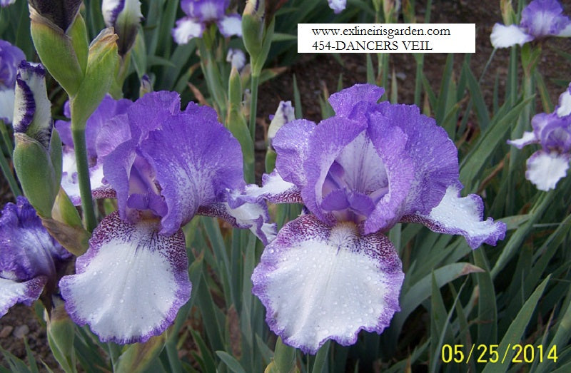 The flower Dancer's Veil - Tall Bearded Iris (TB)