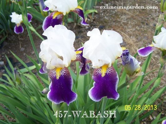 The flower Wabash - Tall Bearded Iris (TB)