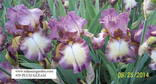 The flower Plum Gleam - Tall Bearded Iris (TB)