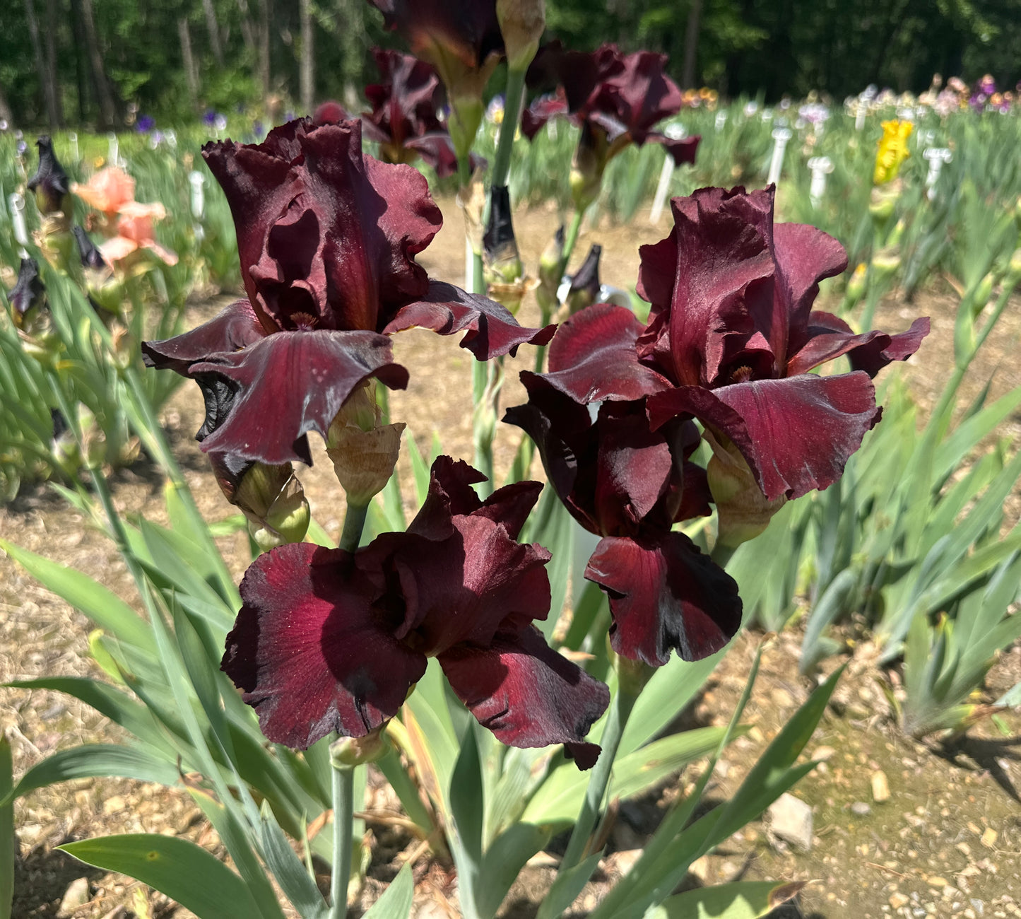 Maroon Moon