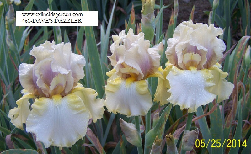 The flower Dave's Dazzler - Tall Bearded Iris (TB)