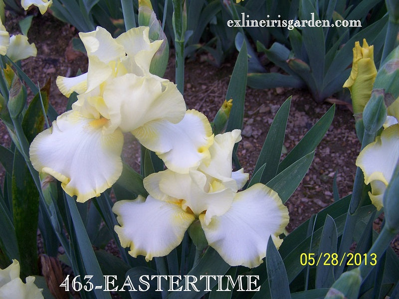 The flower Eastertime - Tall Bearded Iris (TB)