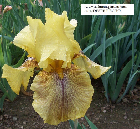 The flower Desert Echo - Tall Bearded Iris (TB)