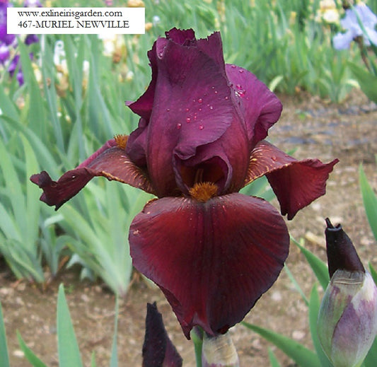 The flower Muriel Neville - Tall Bearded Iris (TB)