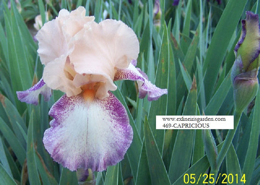 The flower Capricious - Tall Bearded Iris (TB)