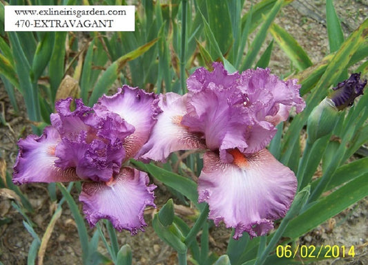 The flower Extravagant - Tall Bearded Iris (TB)