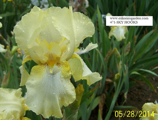 The flower Sky Hooks - Tall Bearded Iris (TB)