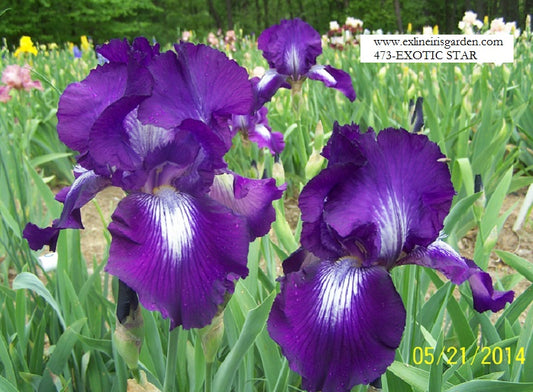 The flower Exotic Star - Tall Bearded Iris (TB)