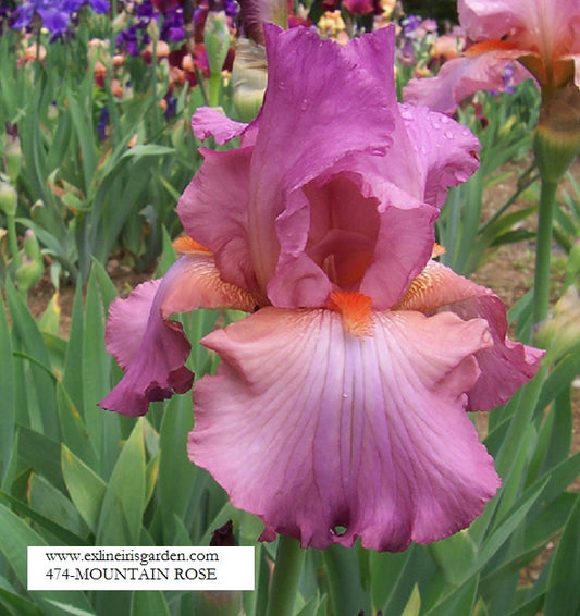 The flower Mountain Rose - Tall Bearded Iris (TB)