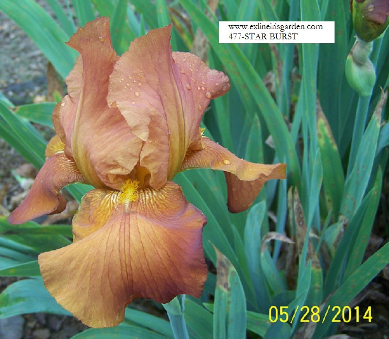 The flower Starburst - Tall Bearded Iris (TB)