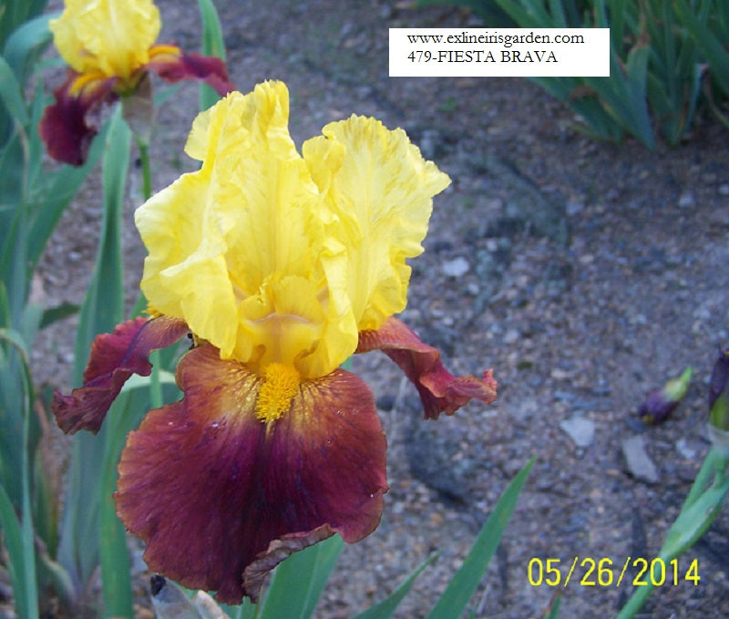 The flower Fiesta Brava - Tall Bearded Iris (TB)