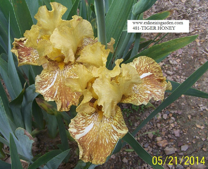 The flower Tiger Honey - Tall Bearded Iris (TB)