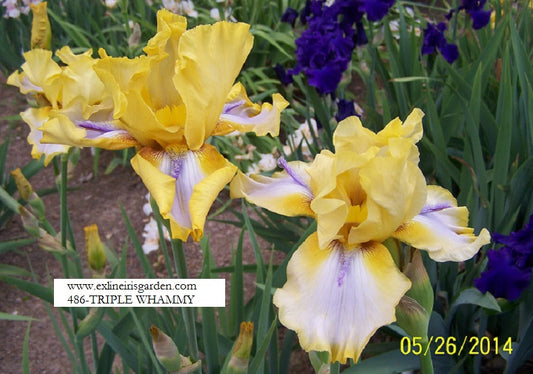 The flower Triple Whammy - Tall Bearded Iris (TB)