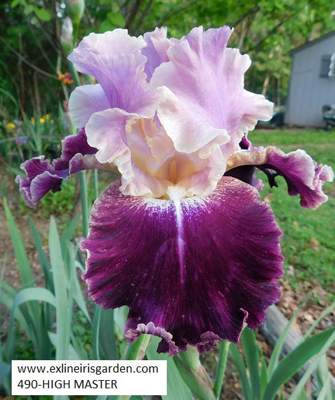 The flower High Master - Tall Bearded Iris (TB)