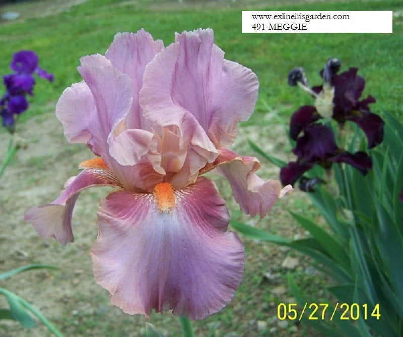The flower Meggie - Tall Bearded Iris (TB)