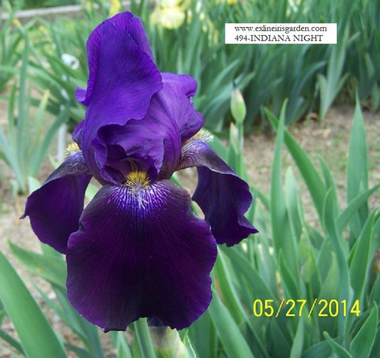 The flower Indiana Night - Tall Bearded Iris (TB)