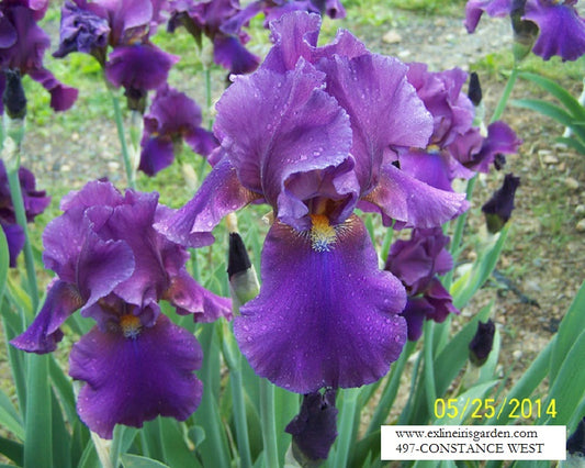 The flower Constance West - Tall Bearded Iris (TB)