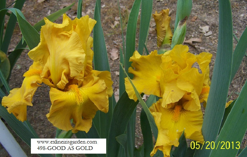 The flower Good As Gold - Tall Bearded Iris (TB)