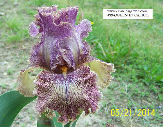 The flower Queen In Calico - Tall Bearded Iris (TB)