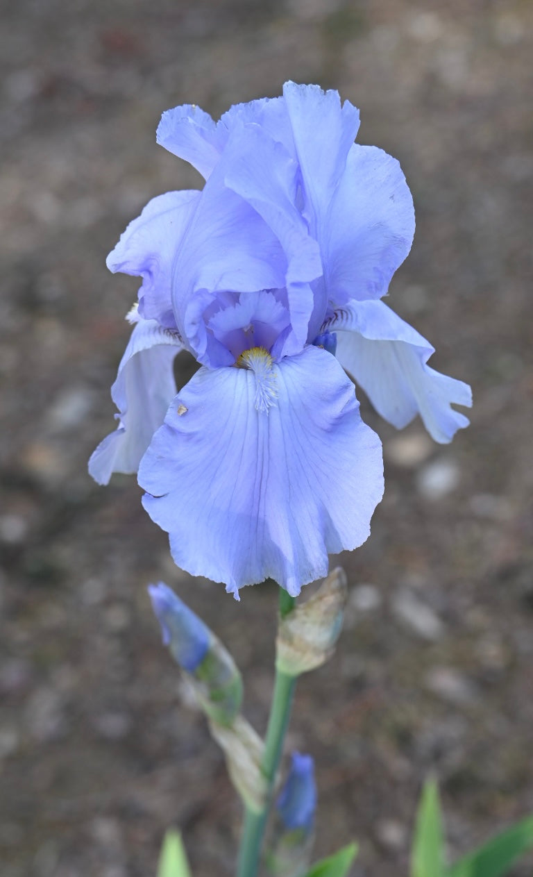 Blue Sapphire