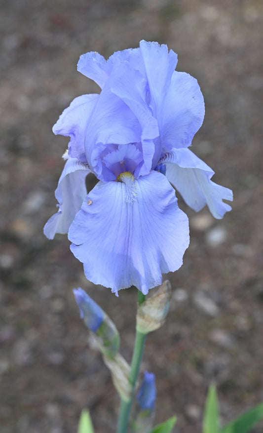 Blue Sapphire
