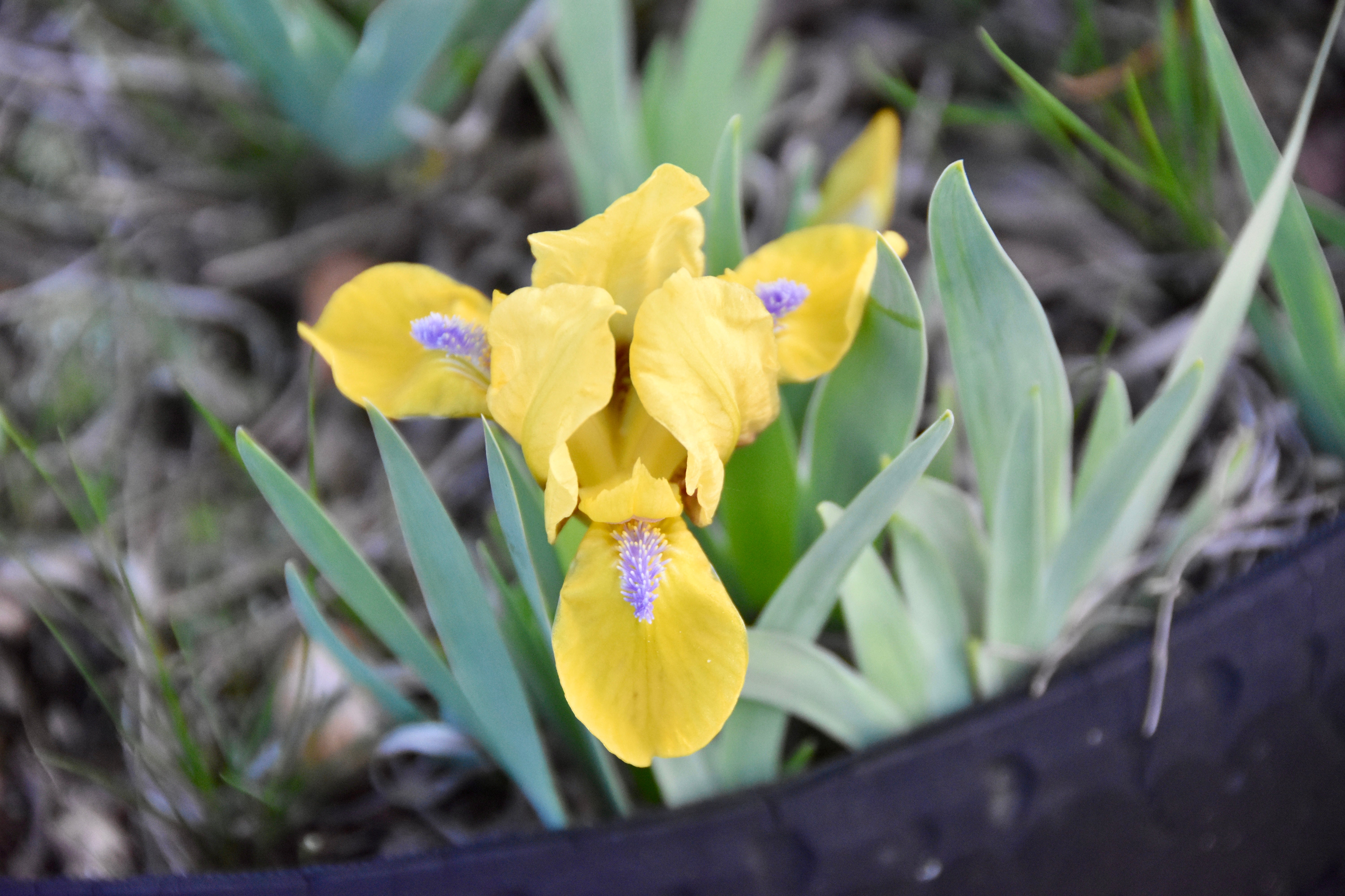 Zipper - Miniature Dwarf Bearded Iris (MDB) – Exline Iris Garden