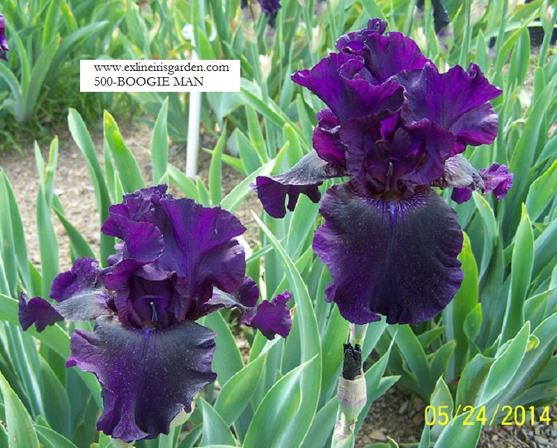 The flower Boogie Man - Tall Bearded Iris (TB)