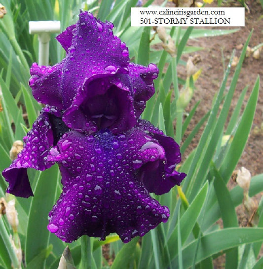 The flower Stormy Stallion - Tall Bearded Iris (TB)