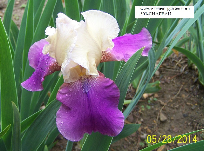 The flower Chapeau - Tall Bearded Iris (TB)