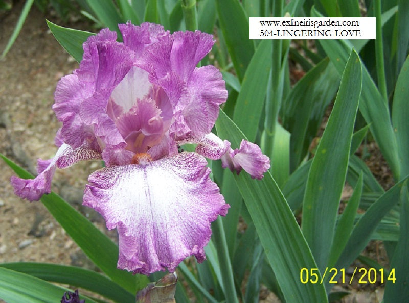 The flower Lingering Love - Tall Bearded Iris (TB)