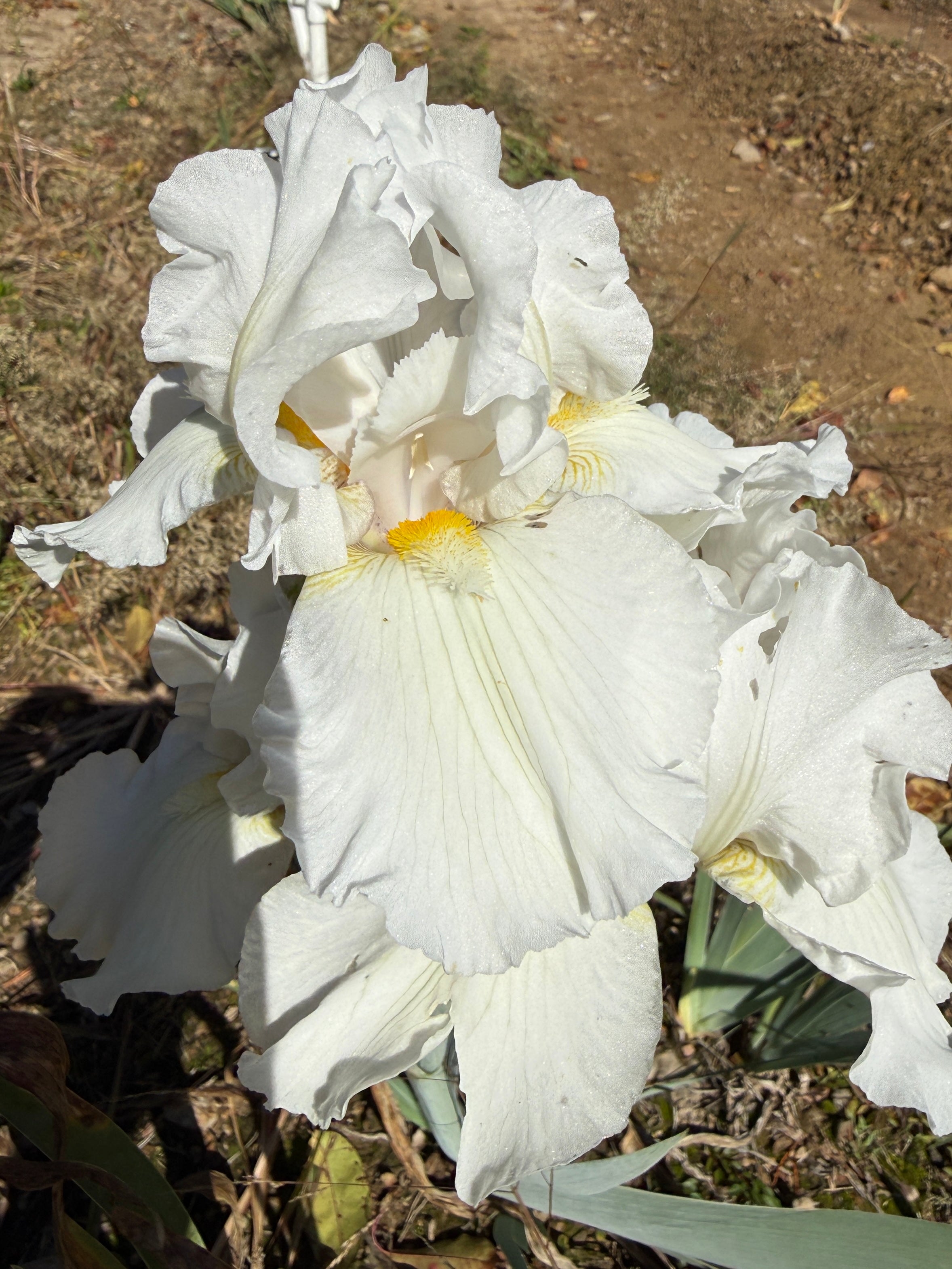 Irises- Z – Exline Iris Garden