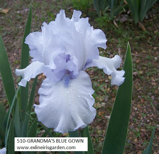 The flower Grandma's Bluegown - Tall Bearded Iris (TB)