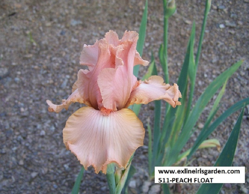 The flower Peach Float - Tall Bearded Iris (TB)