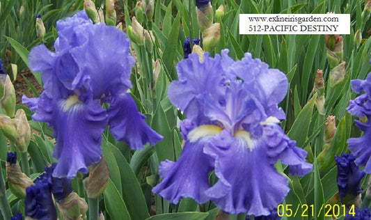 The flower Pacific Destiny - Tall Bearded Iris (TB)