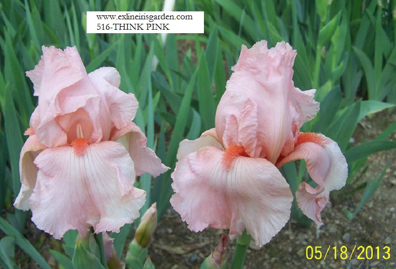 The flower Think Pink - Tall Bearded Iris (TB)