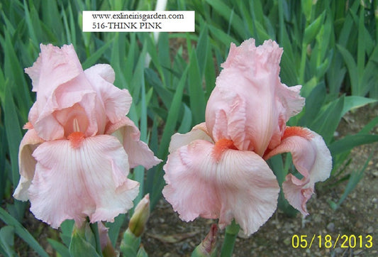 The flower Think Pink - Tall Bearded Iris (TB)