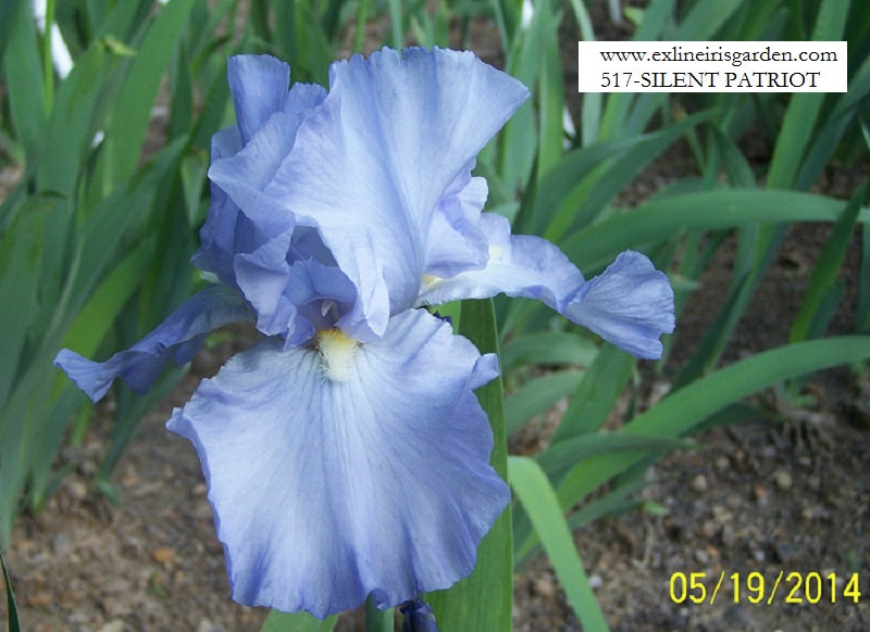 The flower Silent Patriot - Tall Bearded Iris (TB)