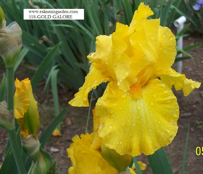 The flower Gold Galore - Tall Bearded Iris (TB)