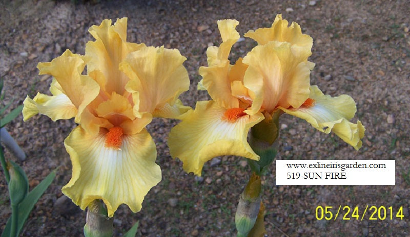 The flower Sun Fire - Tall Bearded Iris (TB)