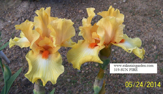 The flower Sun Fire - Tall Bearded Iris (TB)