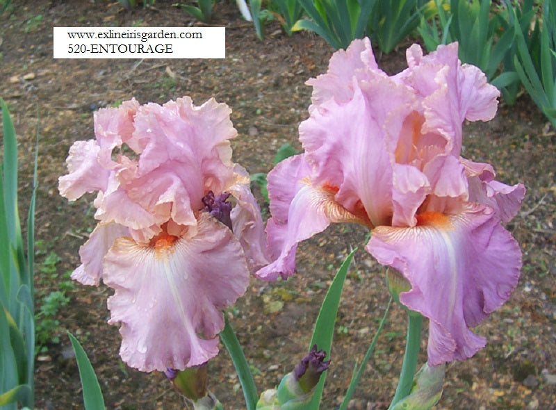 The flower Entourage - Tall Bearded Iris (TB)