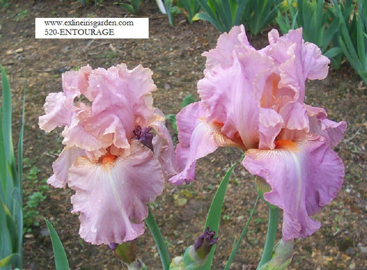 The flower Entourage - Tall Bearded Iris (TB)