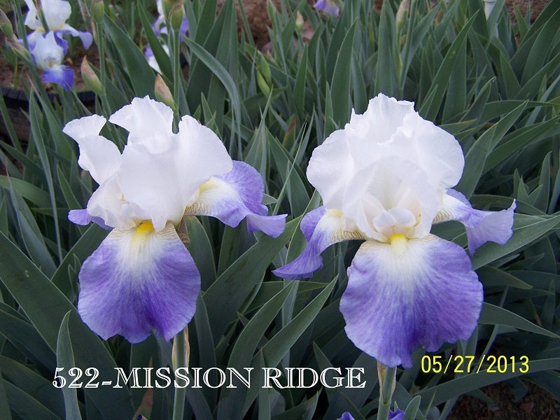 The flower Mission Ridge - Tall Bearded Iris (TB)