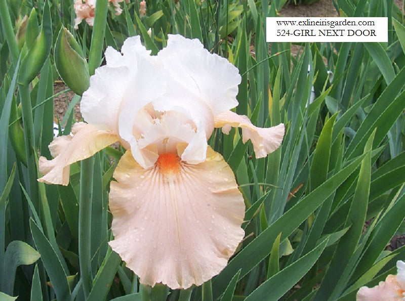 The flower Girl Next Door - Tall Bearded Iris (TB)