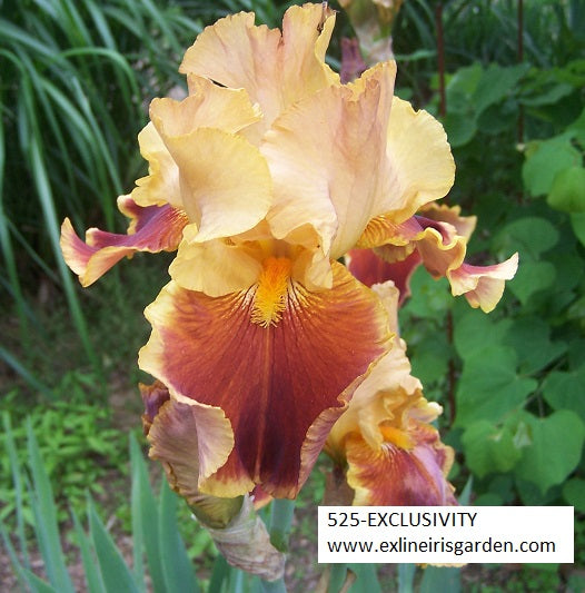 The flower Exclusivity - Tall Bearded Iris (TB)