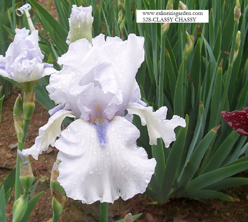 The flower Classy Chassy - Tall Bearded Iris (TB)