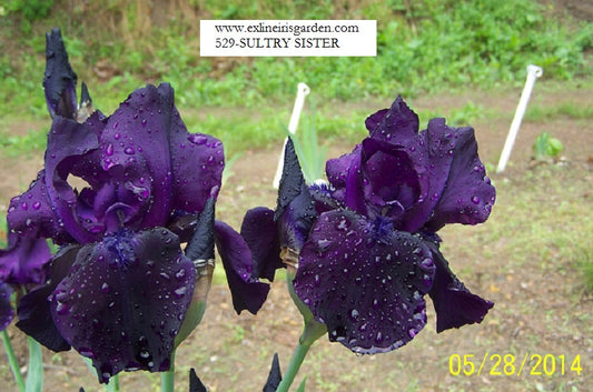 The flower Sultry Sister - Tall Bearded Iris (TB)