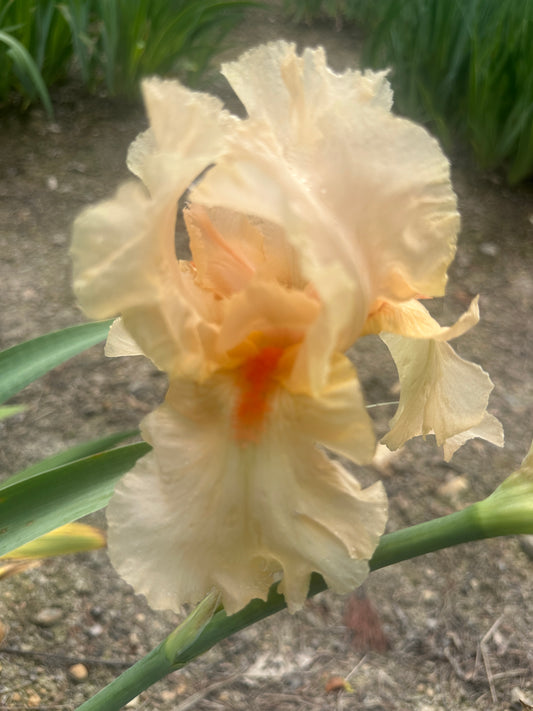 Unidentified Peach Iris