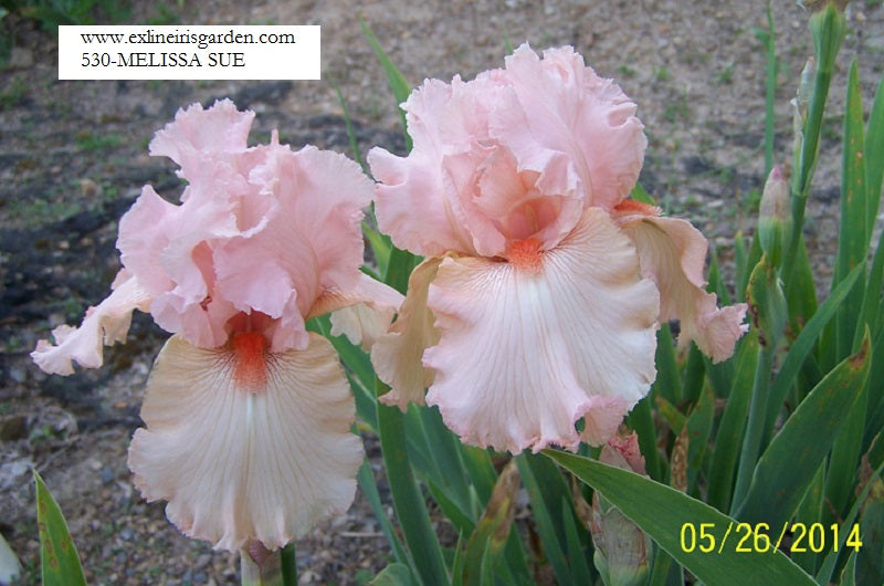 The flower Melissa Sue - Tall Bearded Iris (TB)